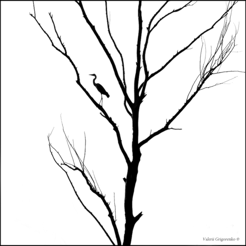 Study nature in monochrome