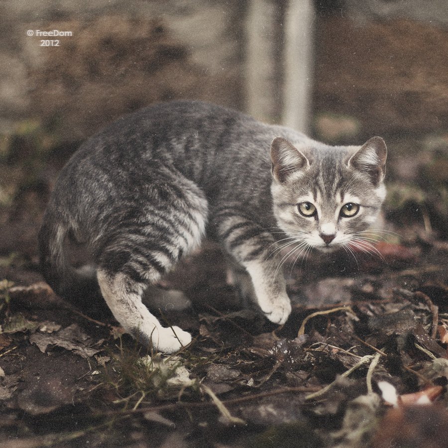 Wild Cat
