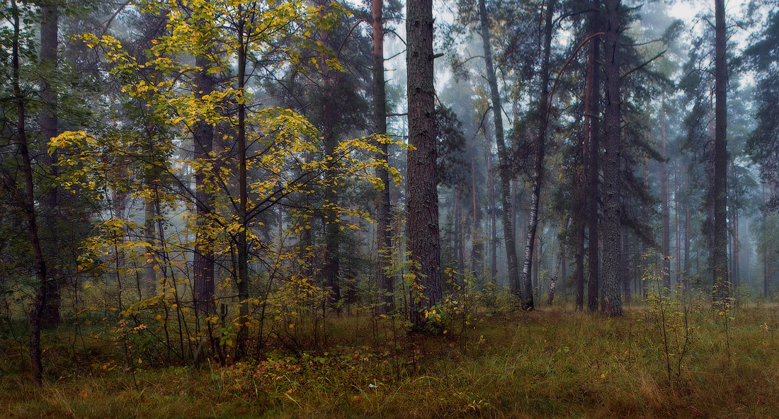 Morning sadness of autumn