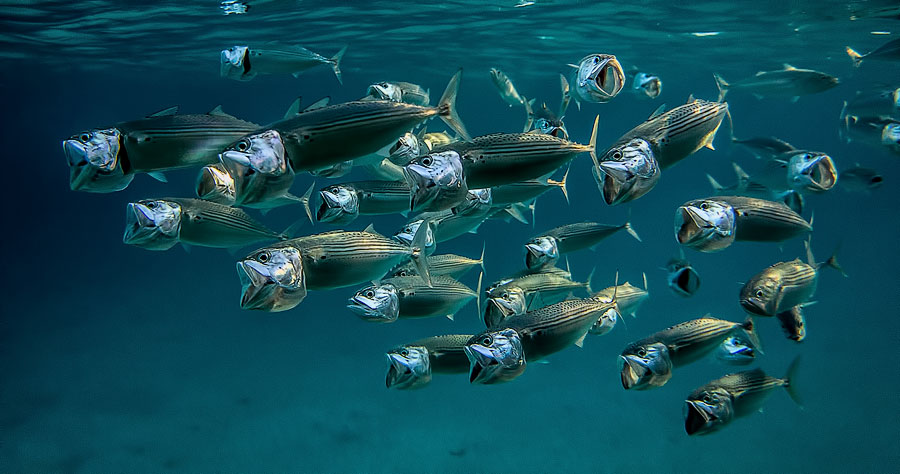 Mackerel