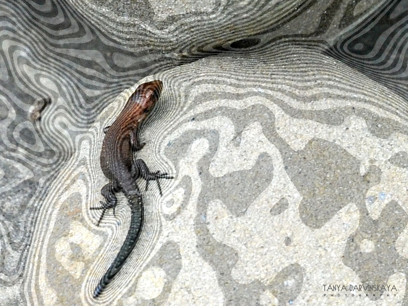 Camouflage