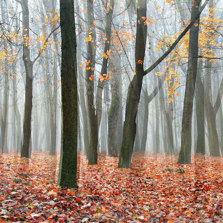 Autumn dream