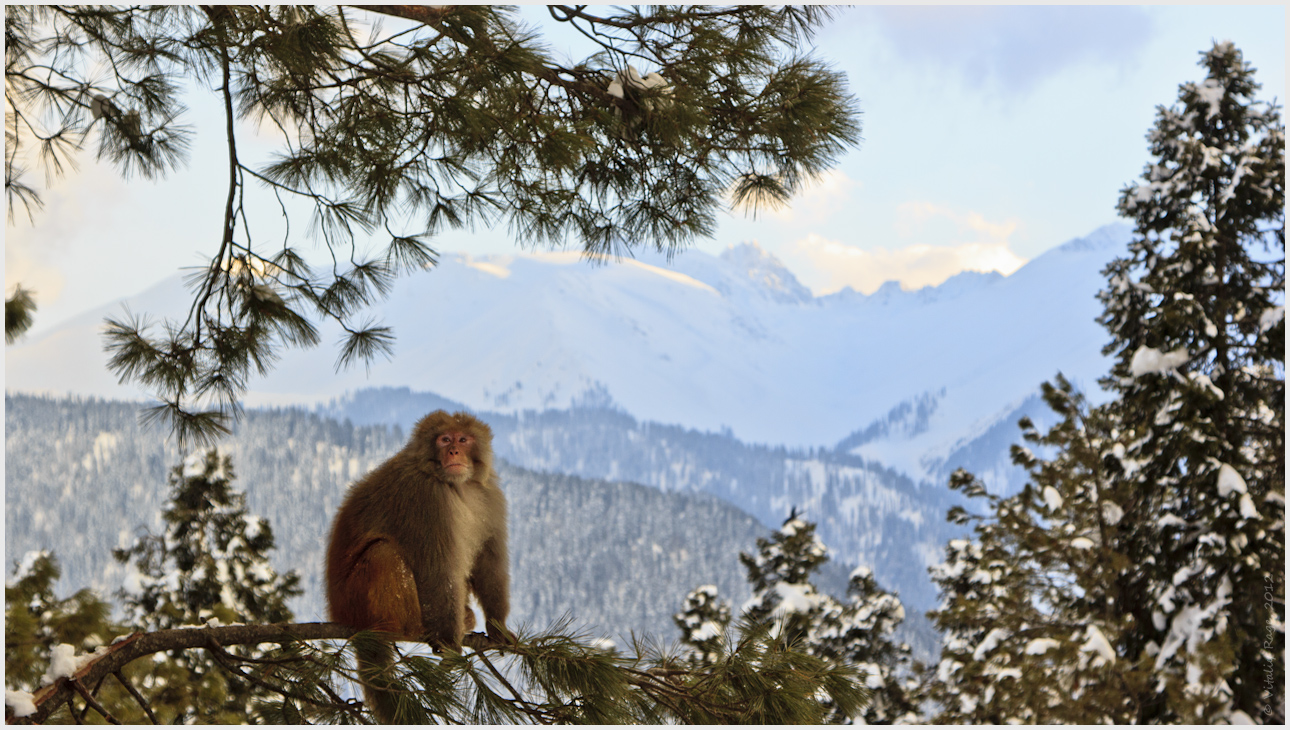 Monkey Hill