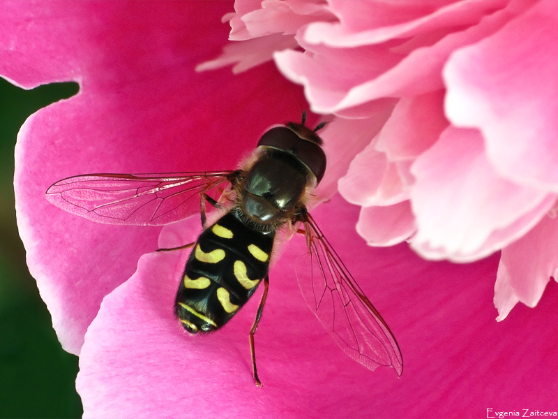 Fly-zhurchalka