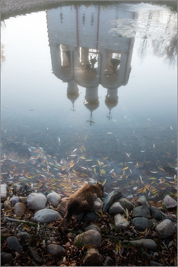 The cat drinks water from the pond of the monastery