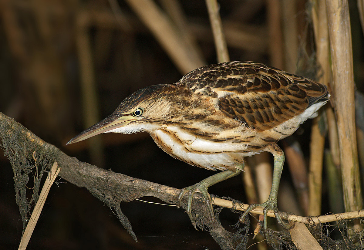 Small Bittern - Ixobrychus minitus