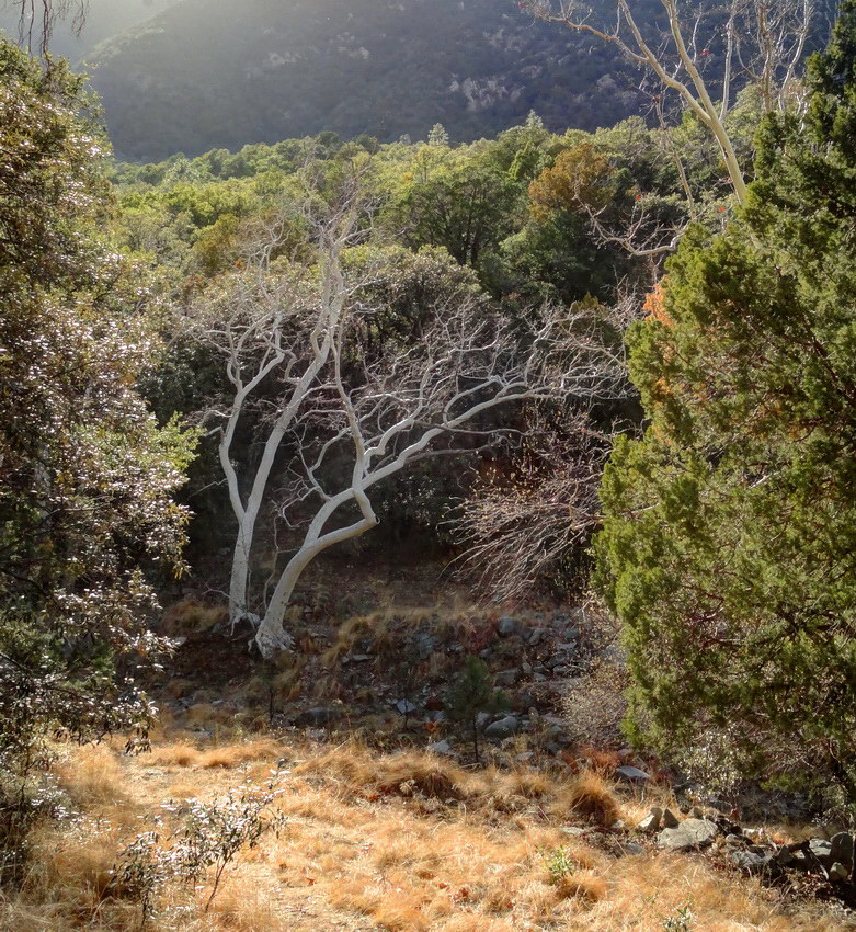 in Madera Canyon .. 3