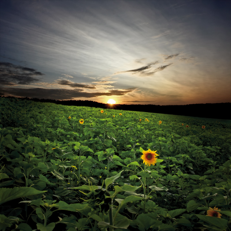 Wrong sunflower