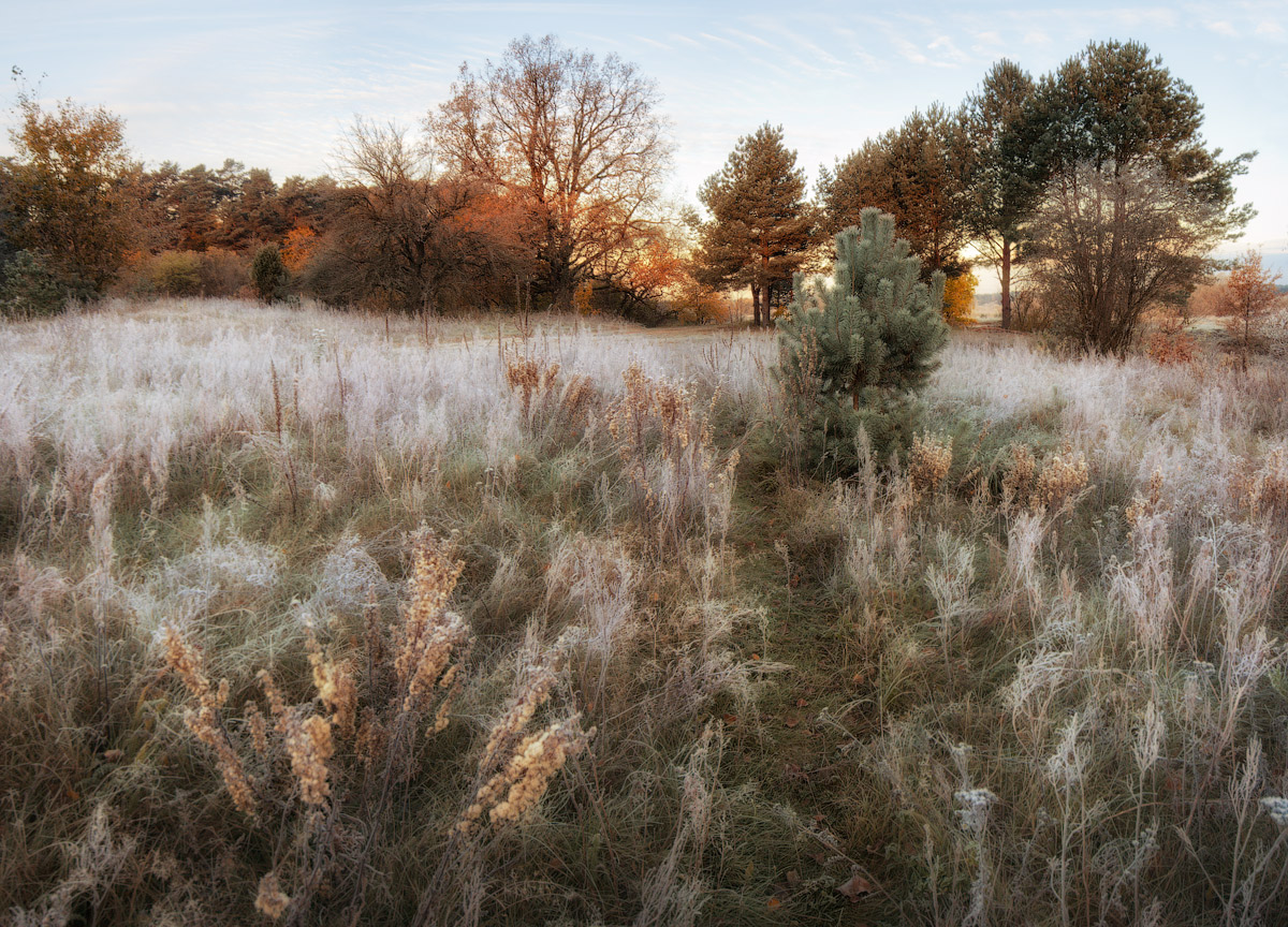 Gray Morning