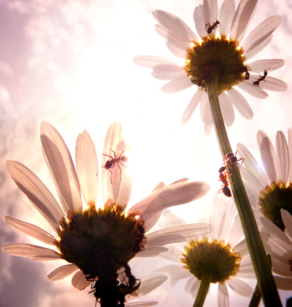 Camomile tenderness