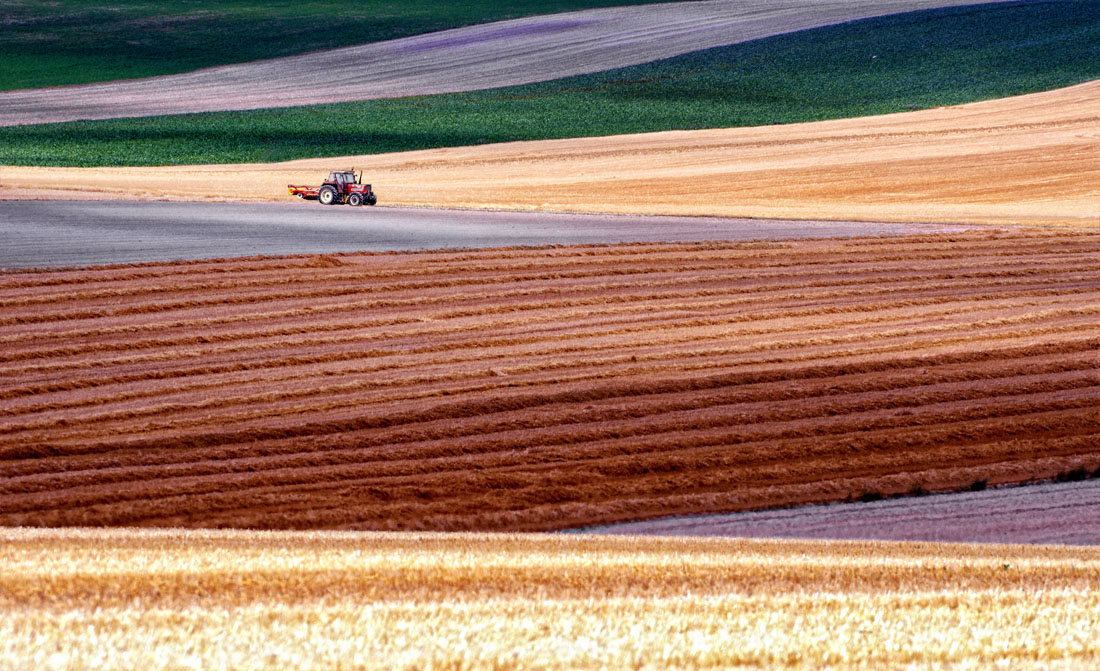 Summer Fields