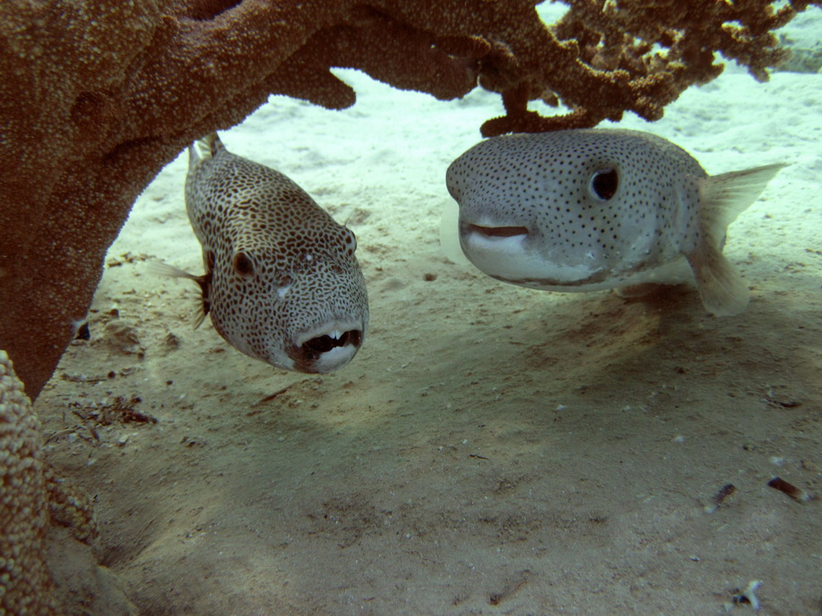 ~ I am a fish, I fish ~