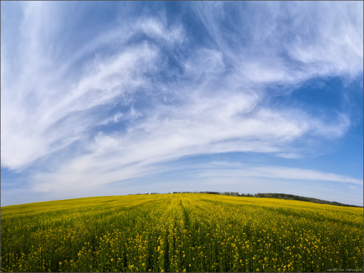 / Spring field .. /
