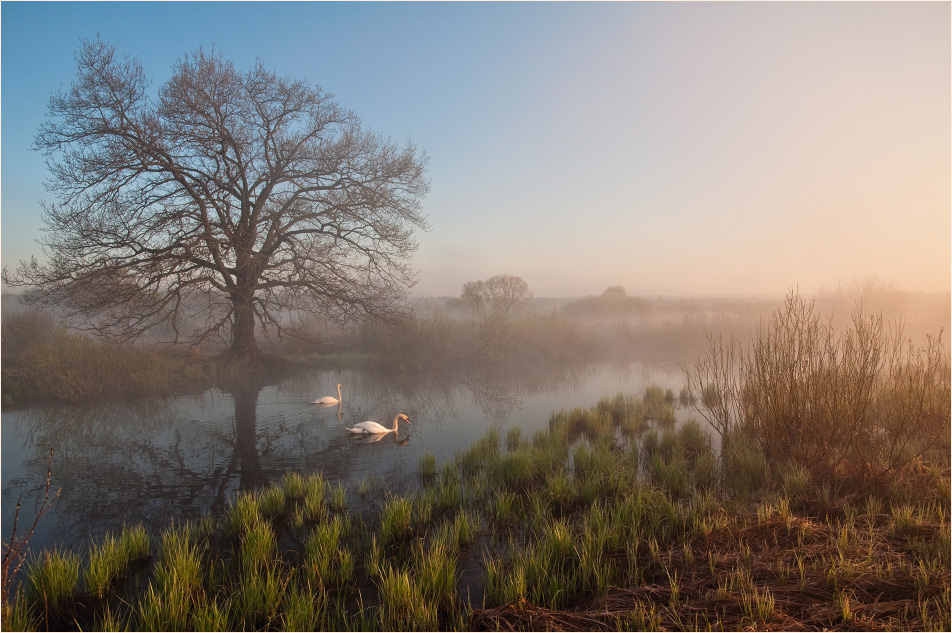 In the morning mist