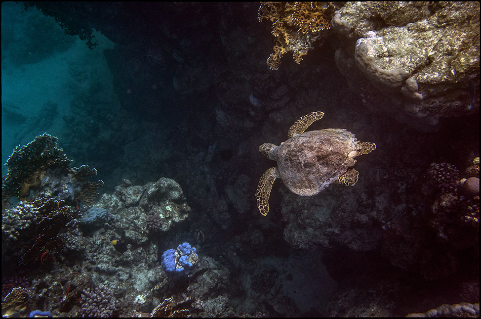 Hover. Coral turtle