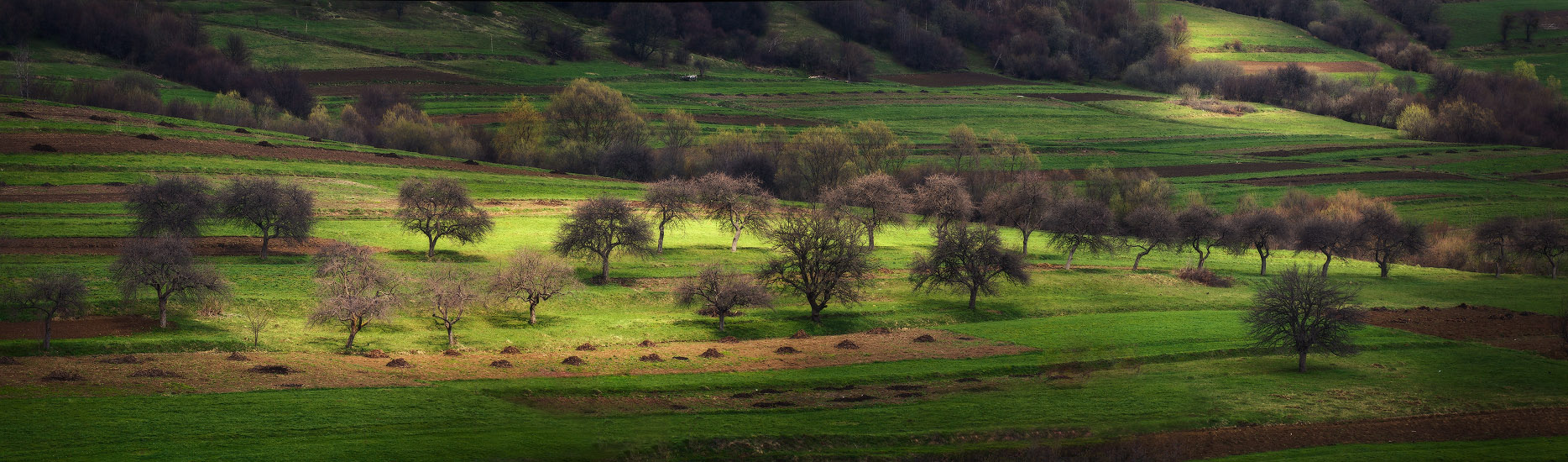 Apple orchard