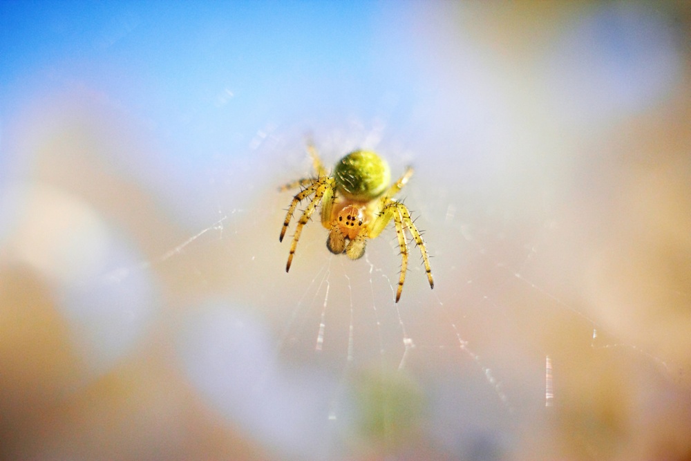 Spider