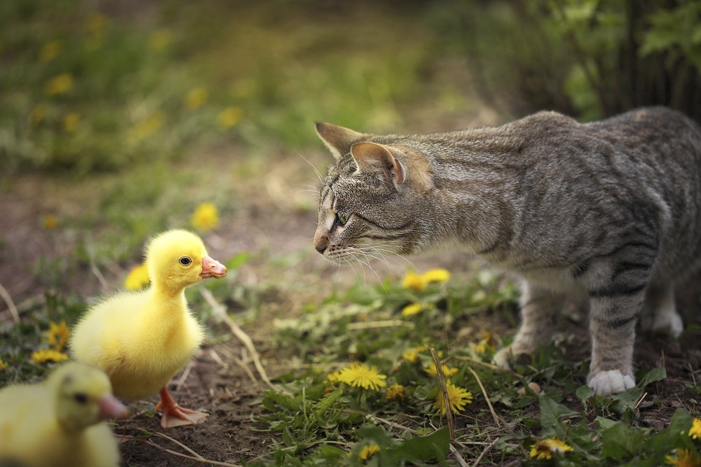 Cat duck. Котенок и утенок. Милые котята и утята. Котенок и цыпленок. Котик и уточка.