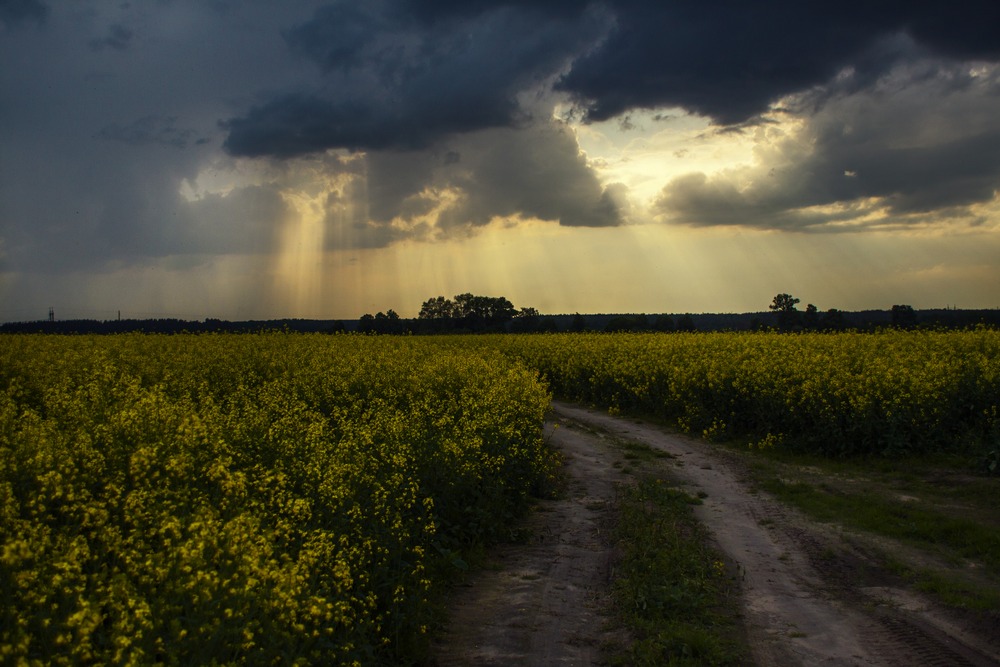 Rapeseed field