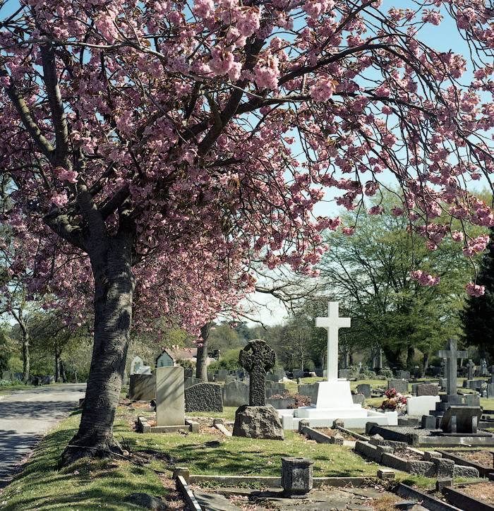 Eternal Spring