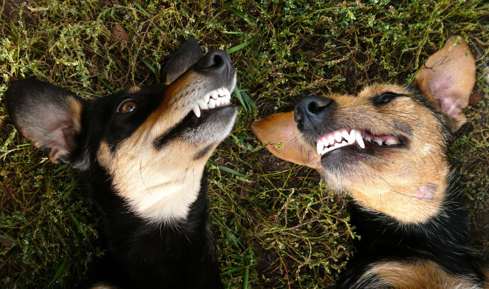 Cheshire Dogs)))