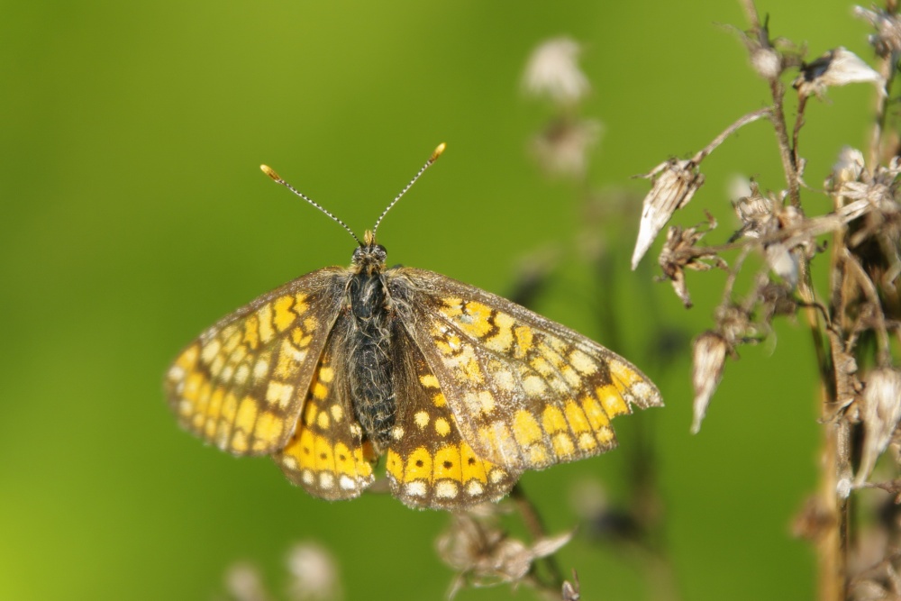 Butterfly some ...