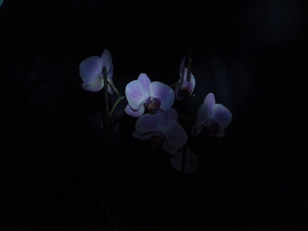 Orchid