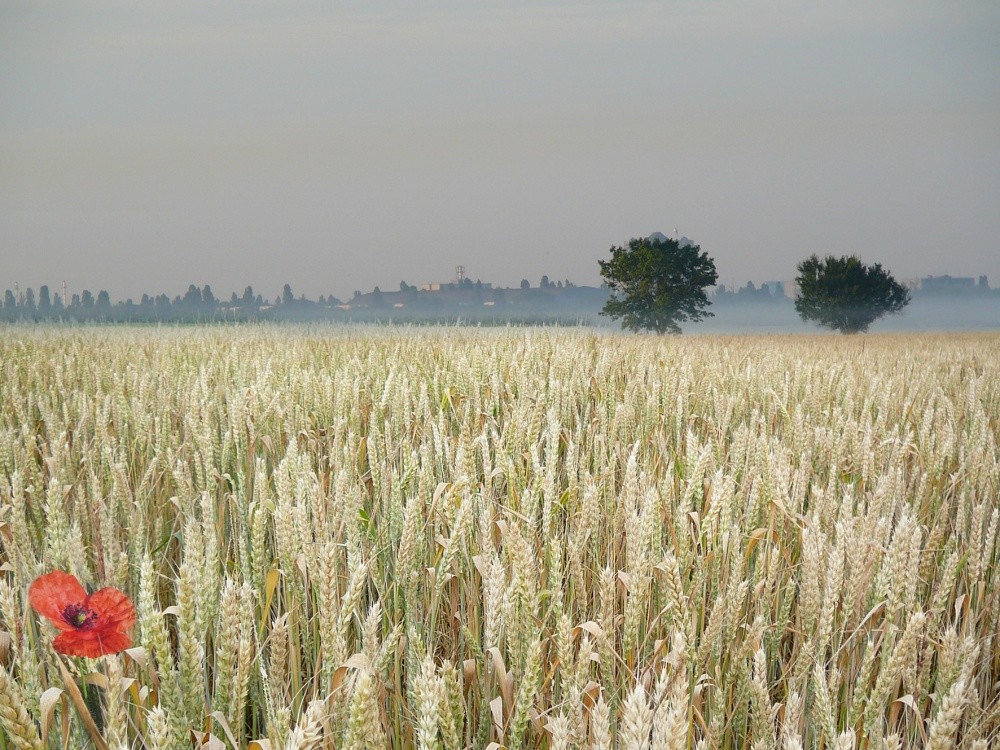 Alone in the whiteness of wheat