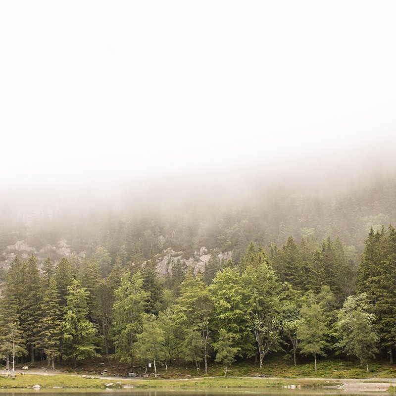Norwegian Forest