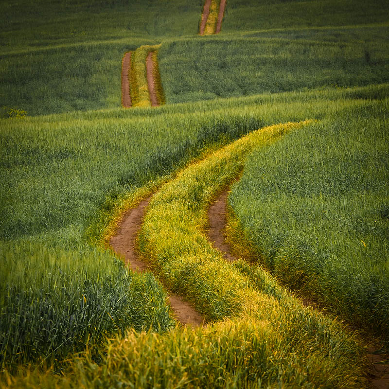 Through the field