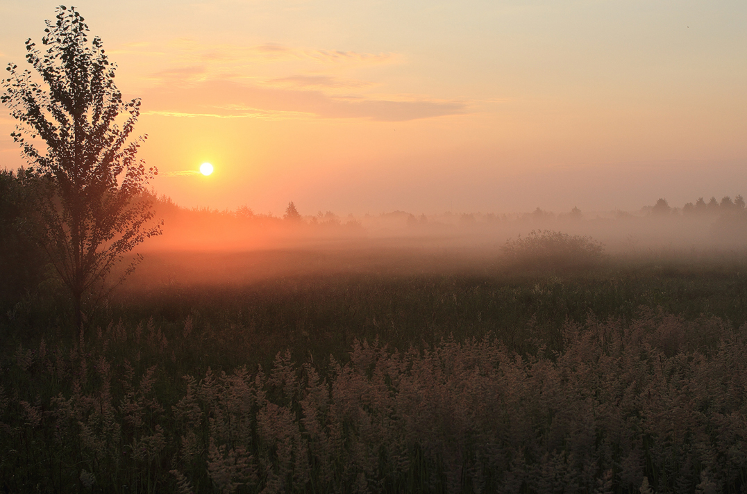 Paints misty morning 2