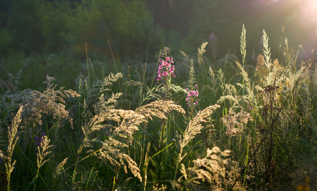 Flowering willow-herb