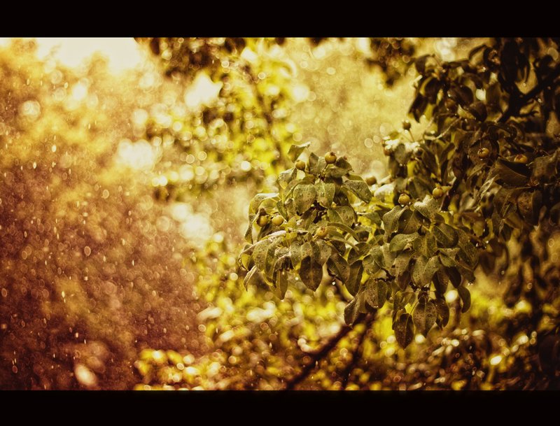 Rain