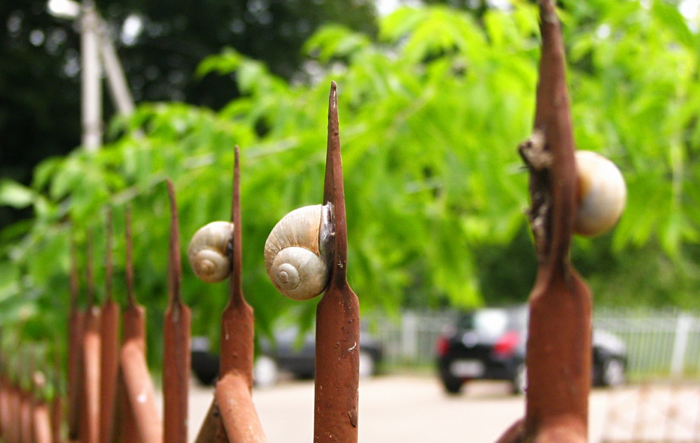 spiral
