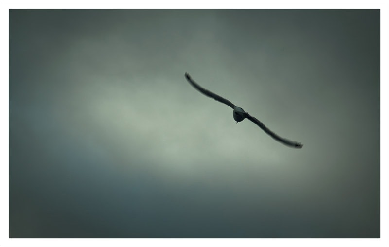in free flight ...