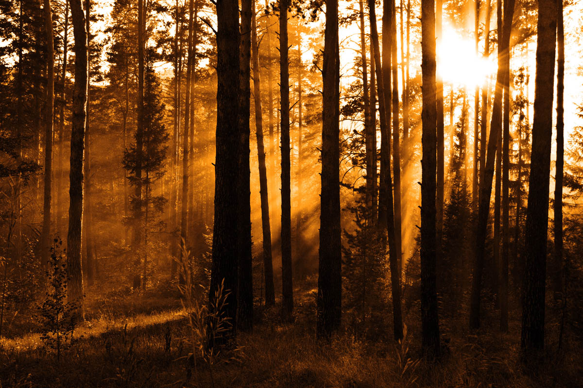 Morning in the Forest