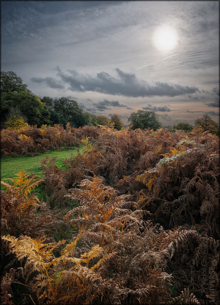 Richmond Park. Colours of Autumn # 2
