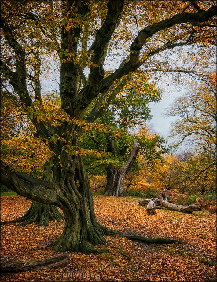 Richmond Park. Colours of Autumn # 11