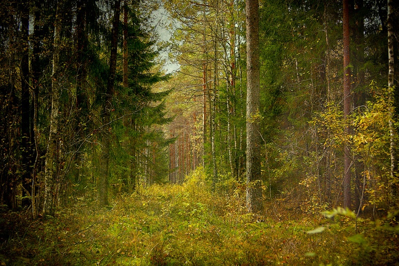 The forest is mine (5)