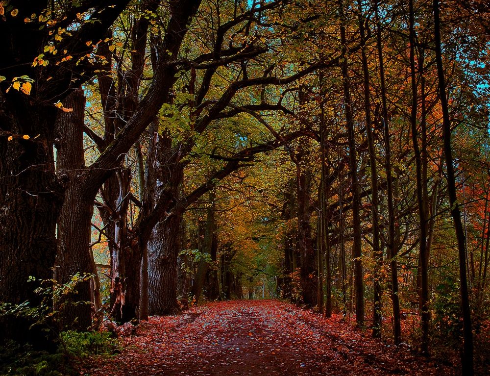 Sukhanovo. Autumn.
