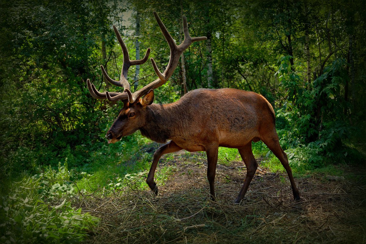 The meeting in the woods