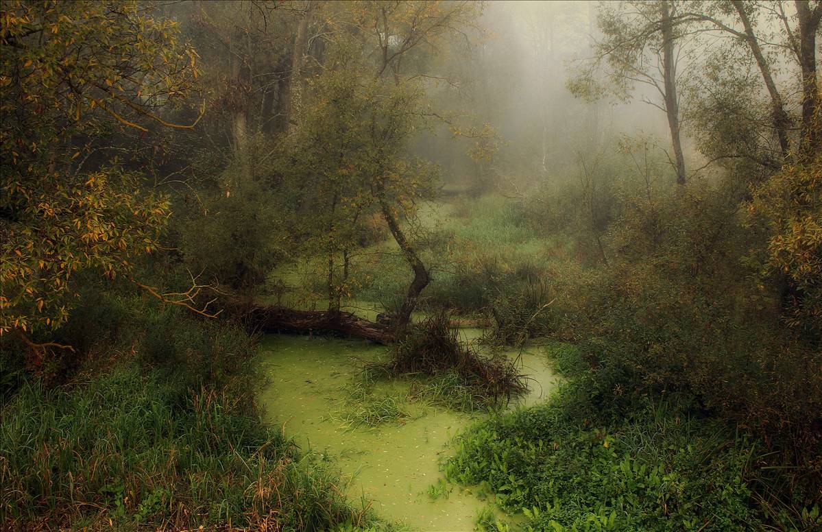 Morning in the Bialowieza Forest