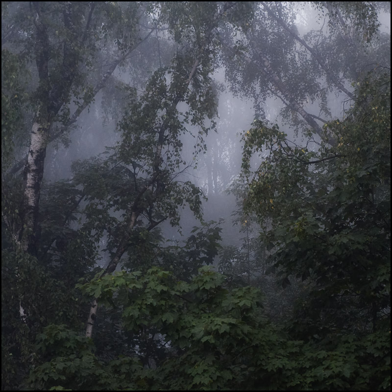 Fog
