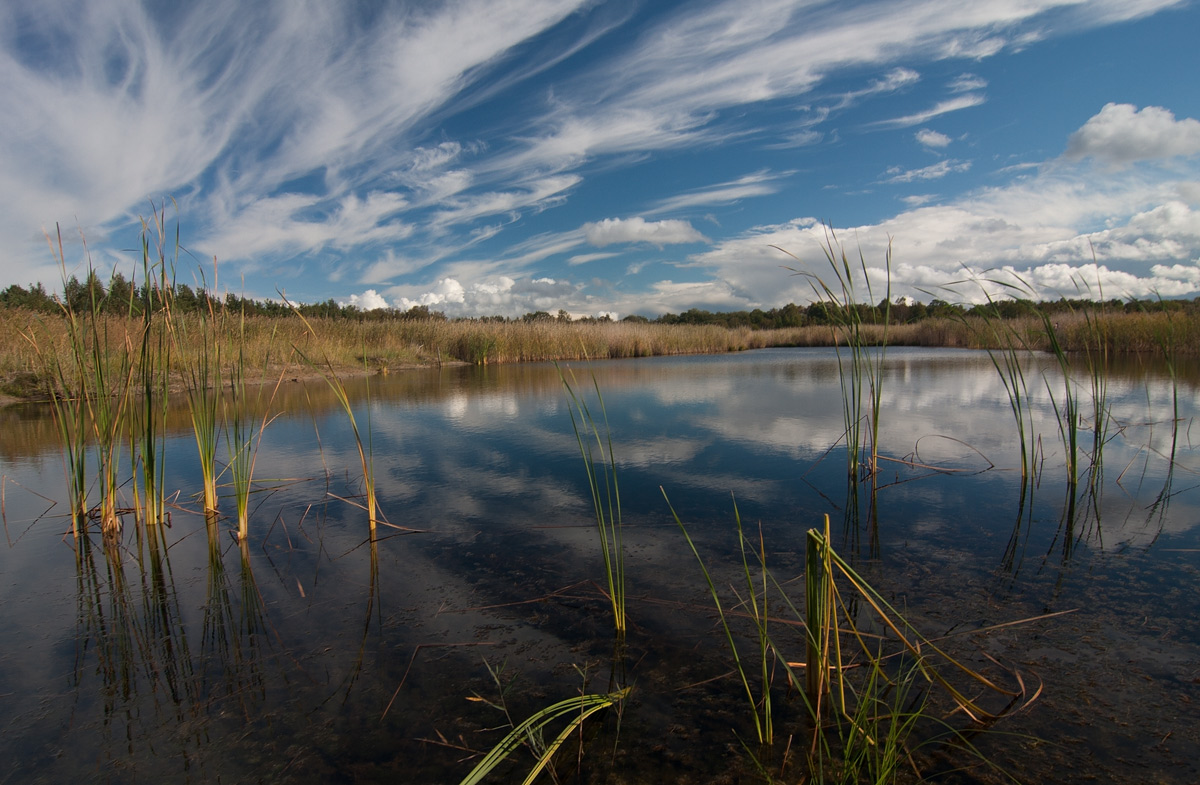 Bayou