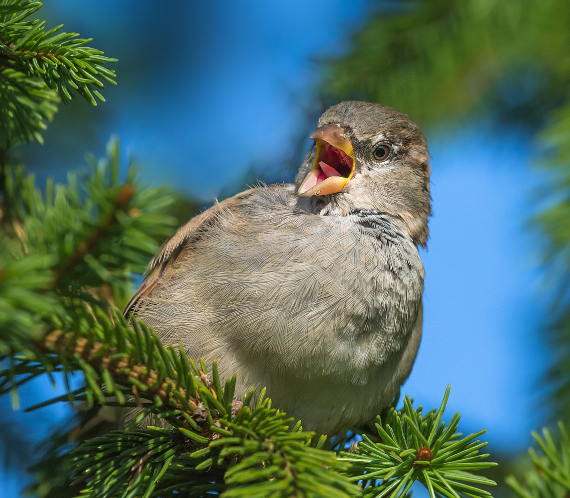 Singing in elovnike