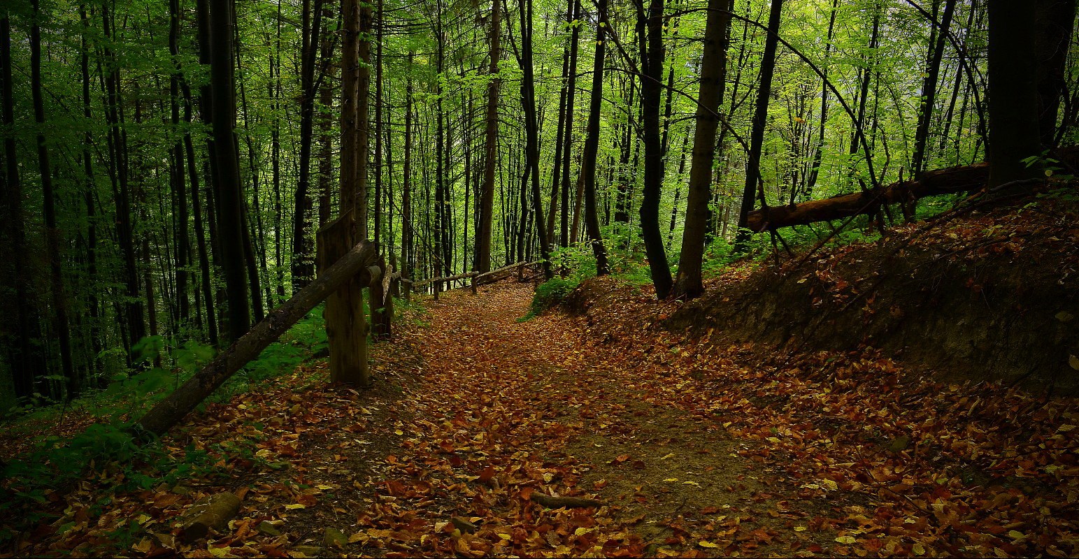 Tyudovsky forest