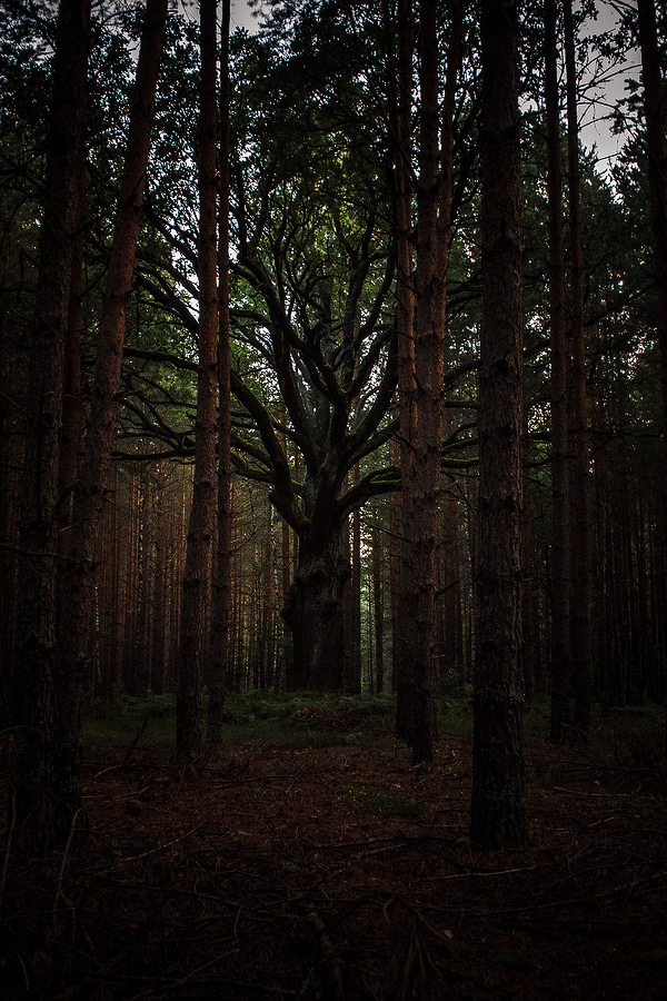 dead oak