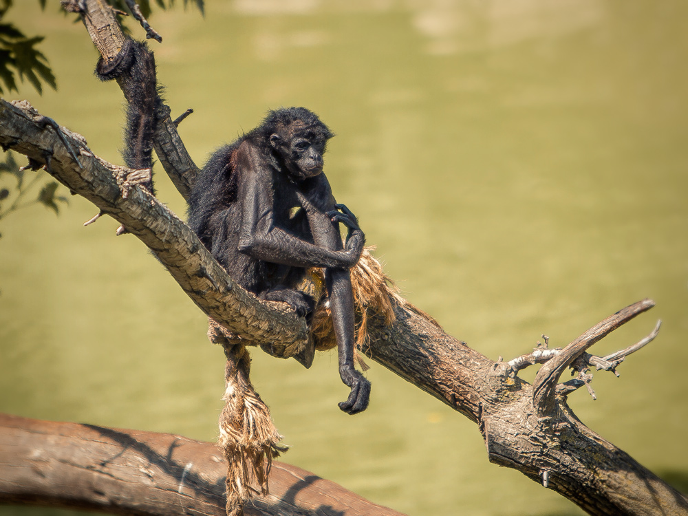 Monkey