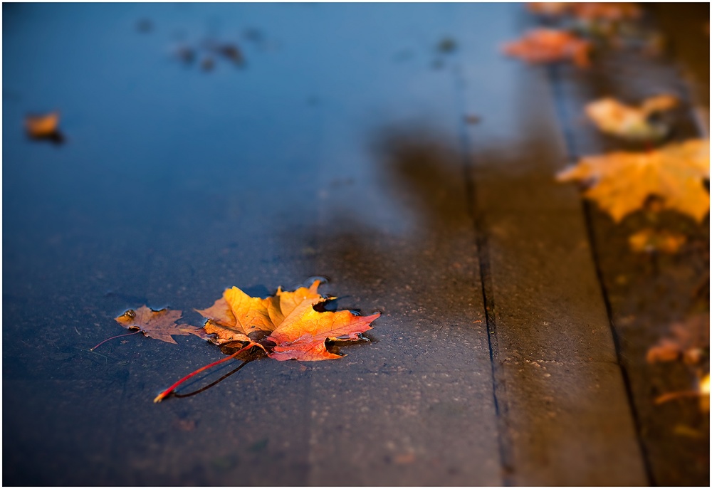 Autumn fragment