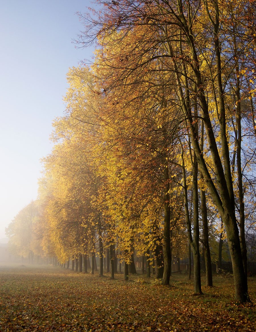 Series: Morning fog